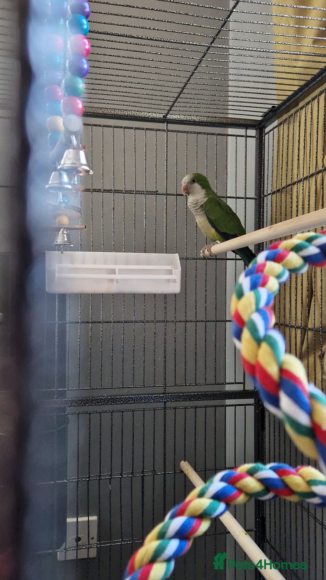 Parrots birds for sale: Quaker parrot  - Image 2