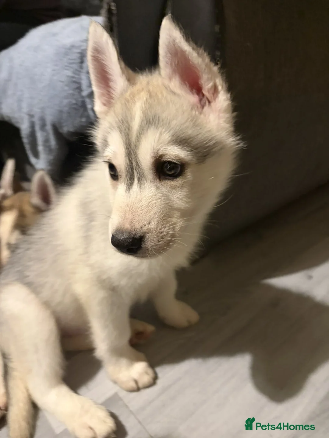 Siberian Husky dogs for sale: Husky - Advert 12