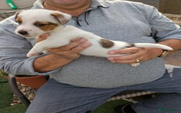 Jack Russell dogs for sale: Jack Russel puppies  - Image 7