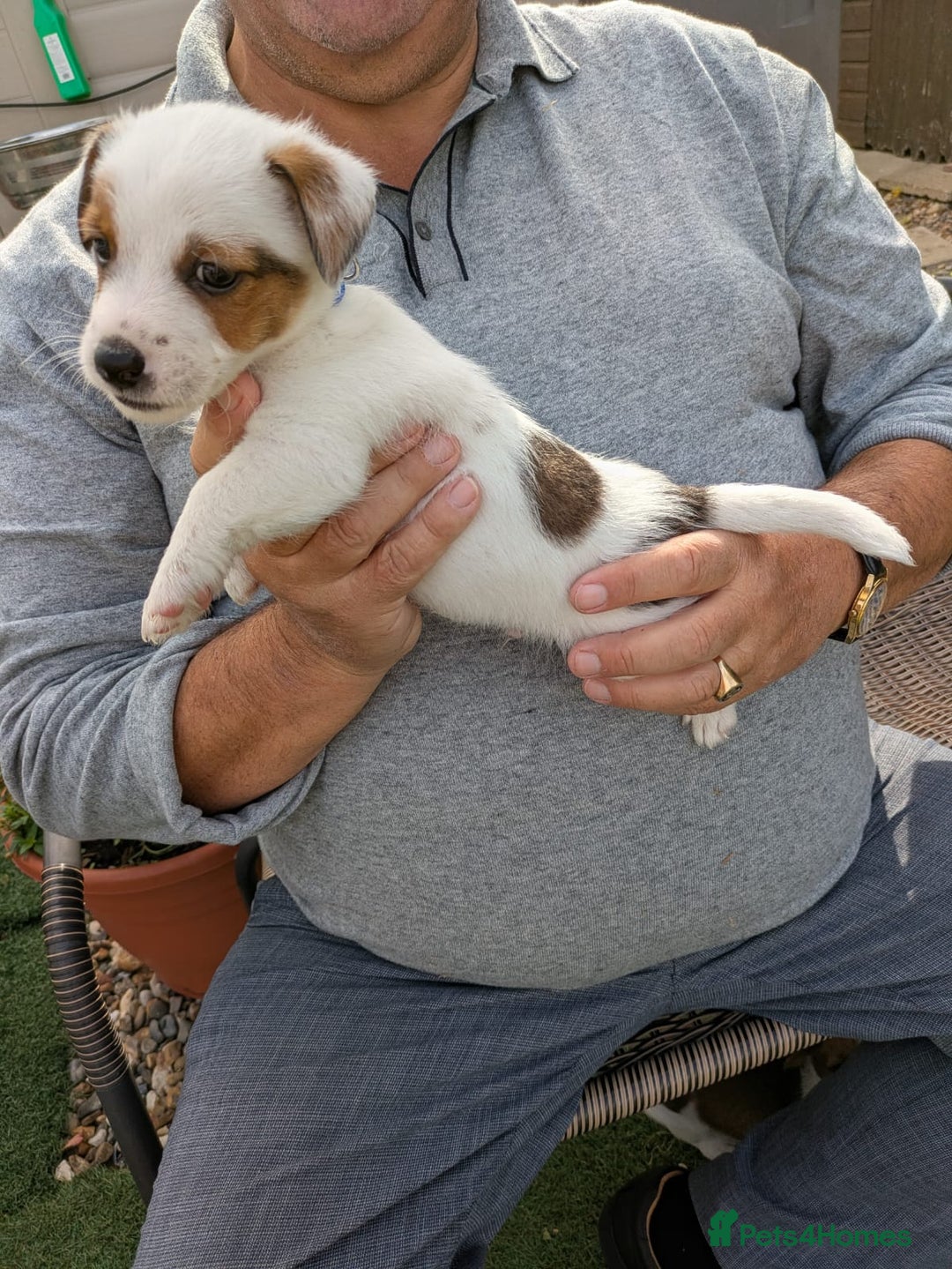 Jack Russell dogs for sale: Jack Russel puppies  - Image 7