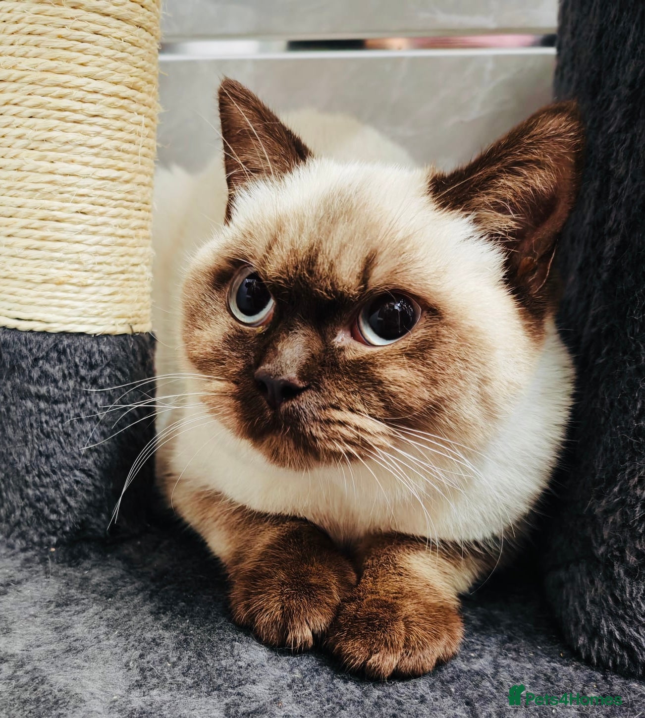 British Shorthair cats Female Lilac And Chocolate Point British Shorthair - Advert 4