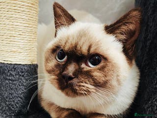 British Shorthair cats Female Lilac And Chocolate Point British Shorthair - Advert 4