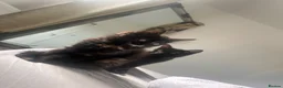 Mixed Breed cats for sale: 2 sisters  - Advert 2