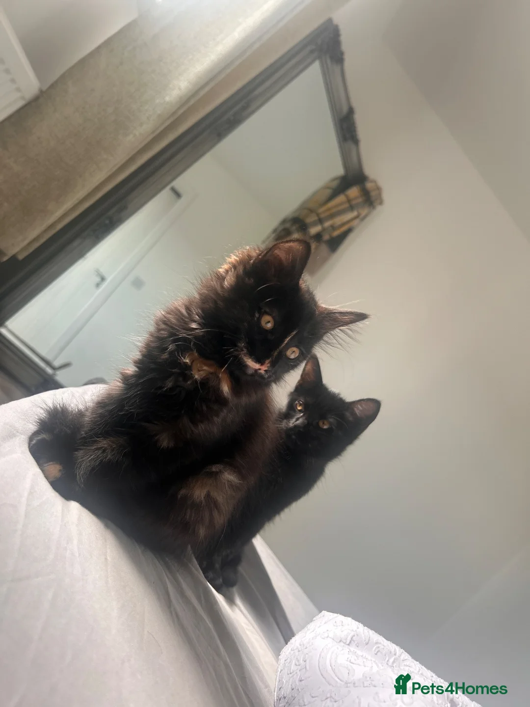 Mixed Breed cats for sale: 2 sisters  - Advert 2