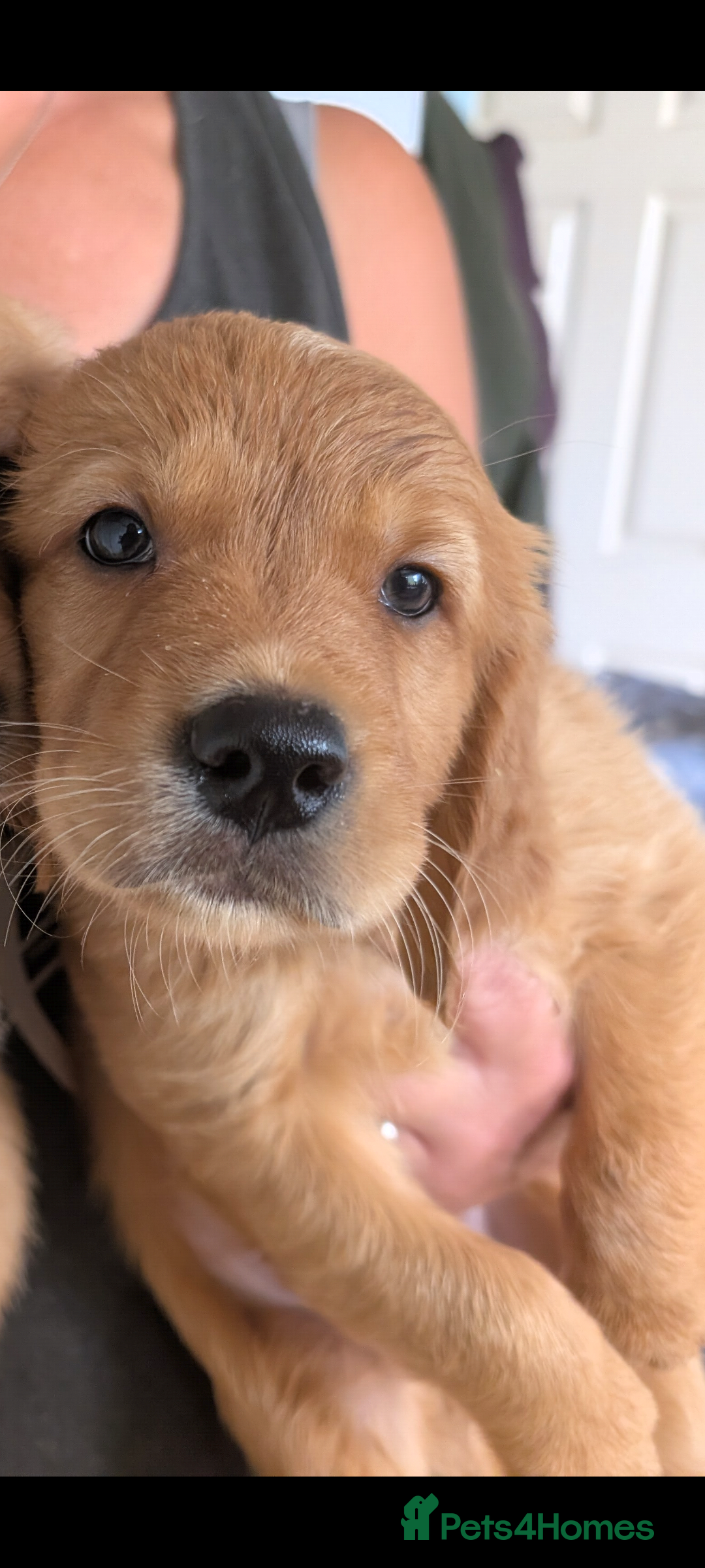 Golden Retriever dogs One boy left available fully DNA clear  - Advert 2