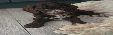 Cockapoo 3
