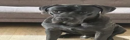 Cane Corso dogs for stud: Panther - Advert 5