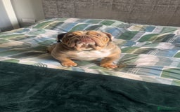 English Bulldog dogs for sale: English Bulldogs  - Image 21