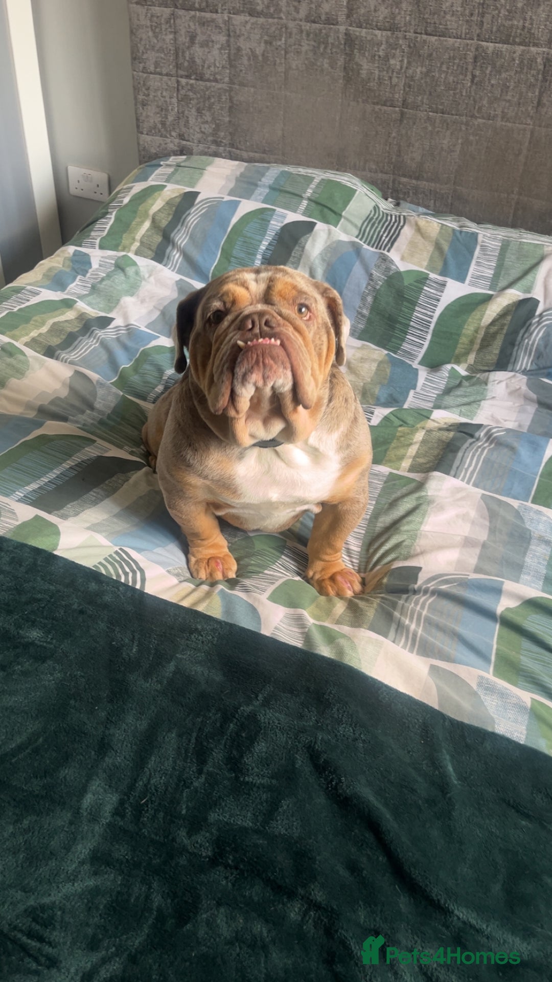English Bulldog dogs for sale: English Bulldogs  - Image 21