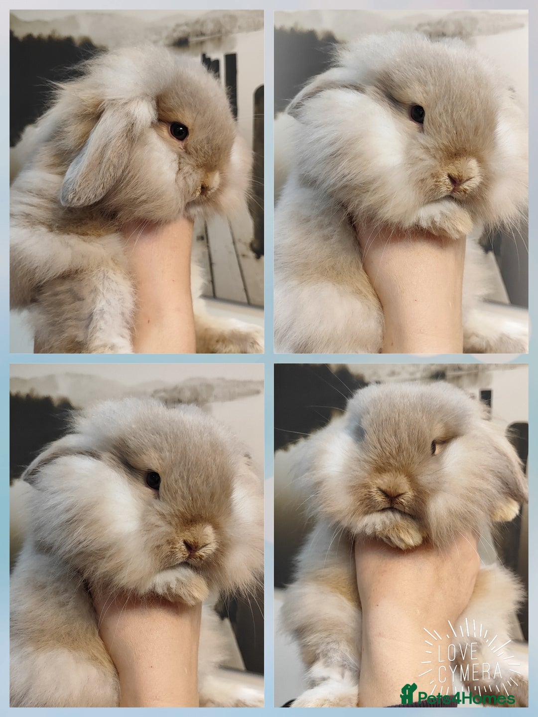 Mini Lop rabbits for sale: Mini lop and mini lop lion head  - Advert 3