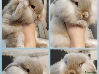 Mini Lop rabbits - Advert 9
