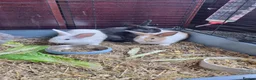 Mini Lop rabbits for sale: Mini lop - Advert 2