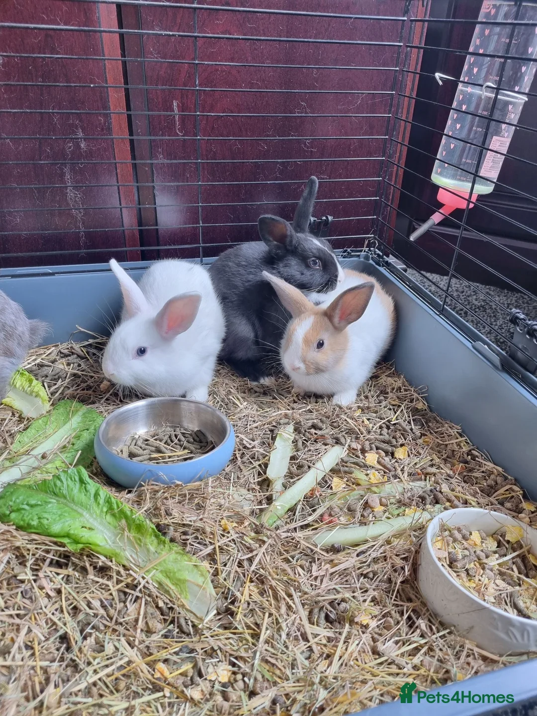Mini Lop rabbits for sale: Mini lop - Advert 2