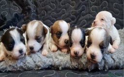 Jack Russell dogs for sale: kC Reg Jack Russell Pups, DNA Health Tested - Image 5