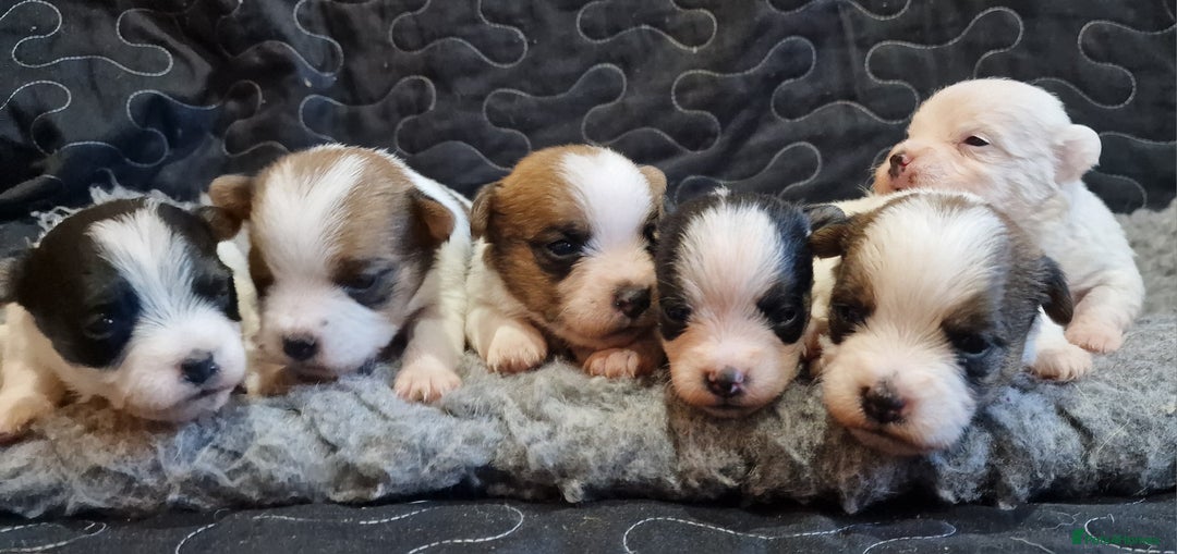 Jack Russell dogs for sale: kC Reg Jack Russell Pups, DNA Health Tested - Image 5