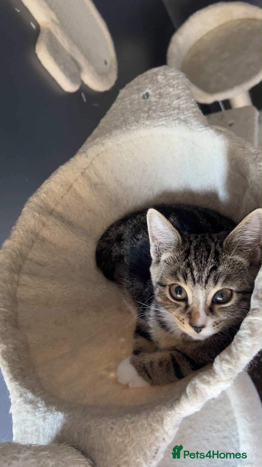 Mixed Breed cats  Gorgeous Male Tabby Kitten Looking Forever Home - Advert 5