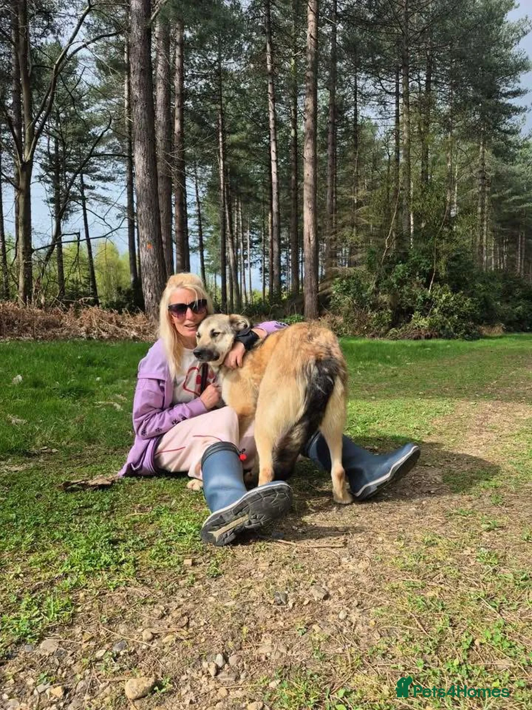 Mixed Breed dogs for adoption: Molly - Norwich Norfolk  - Advert 10