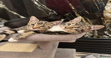 Mixed Breed cats - Advert 3