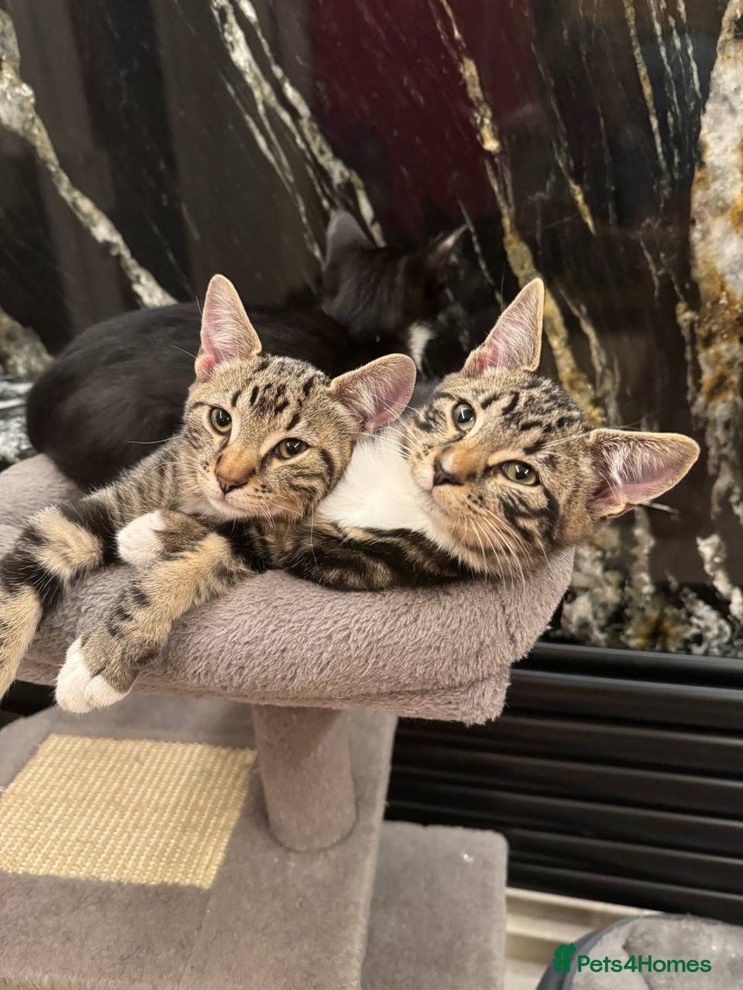Mixed Breed cats for sale: ✨ Adorable Kittens Looking for Loving Homes ✨ - Image 2