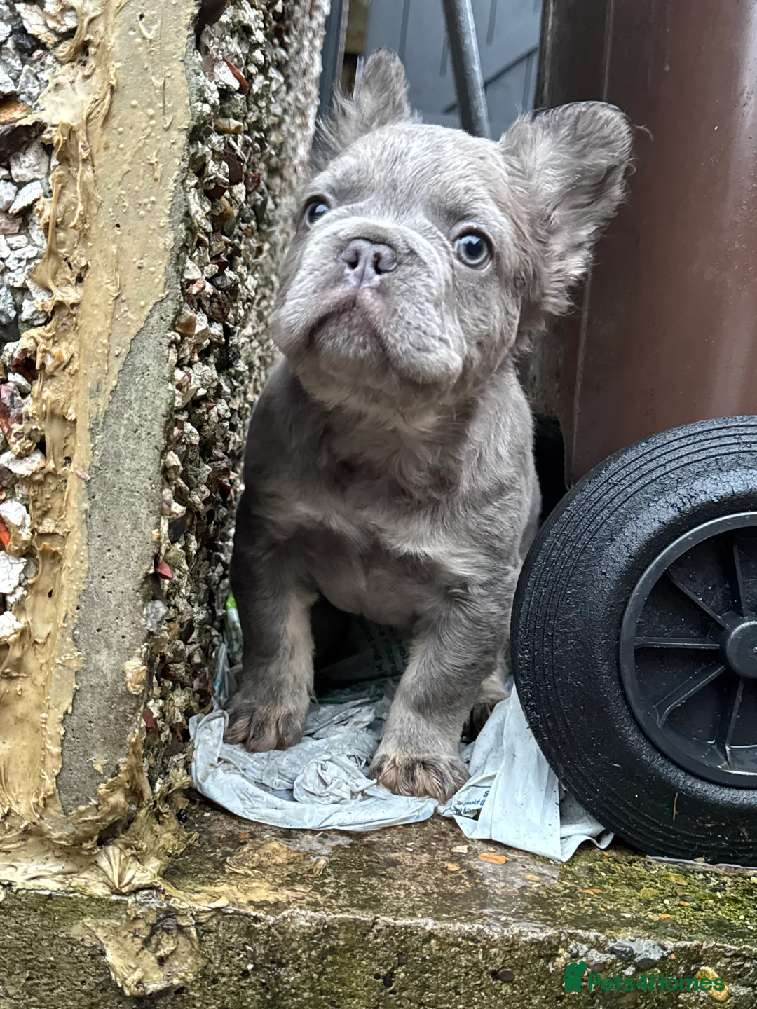 French Bulldog dogs for sale: Full fluffy French bulldog male 😍😍lilac tan  - Advert 5