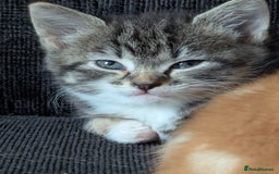 Manx cats for sale: Manx/Calico kittens for sale  - Image 6
