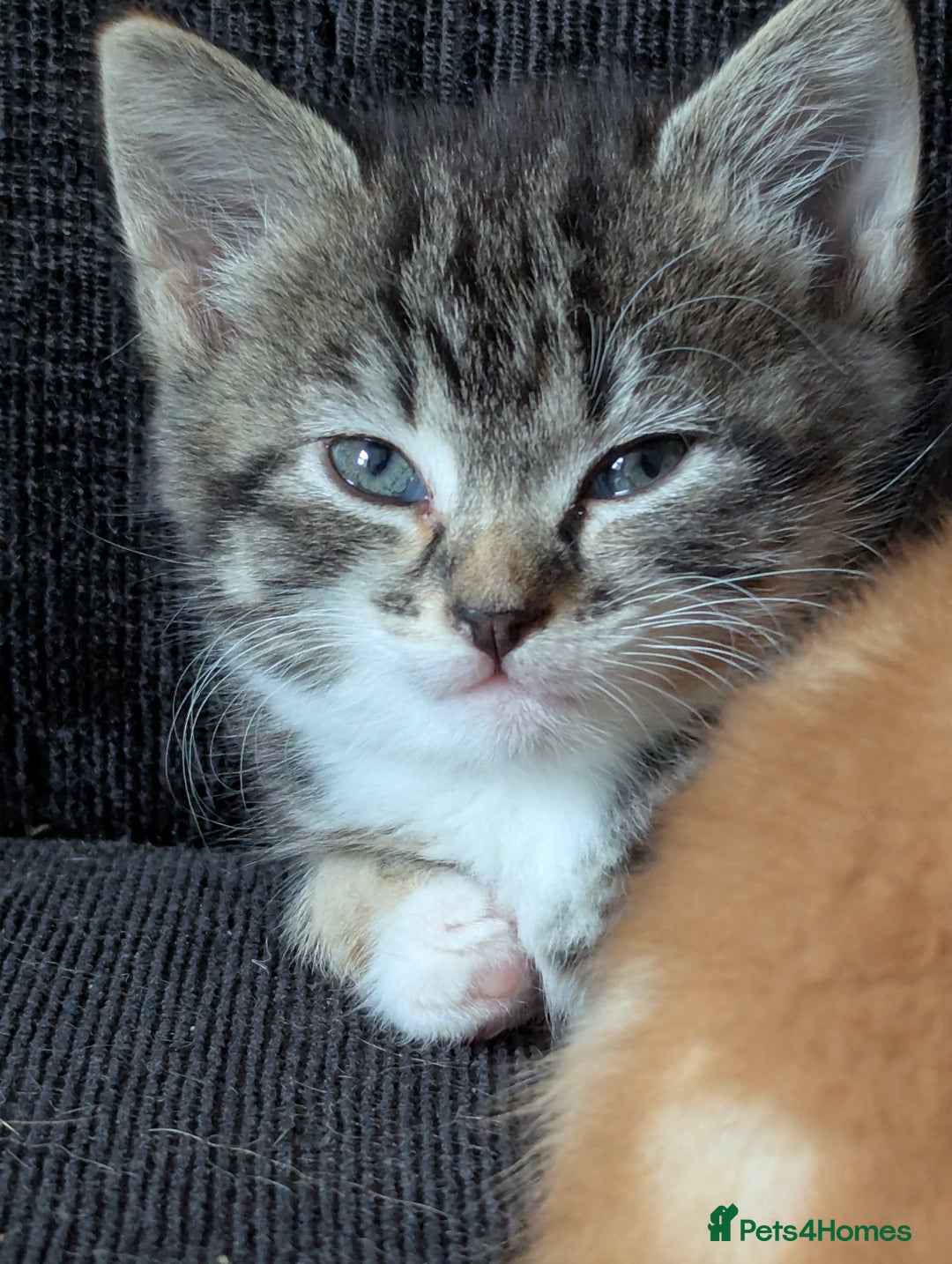 Manx cats for sale: Manx/Calico kittens for sale  - Image 6