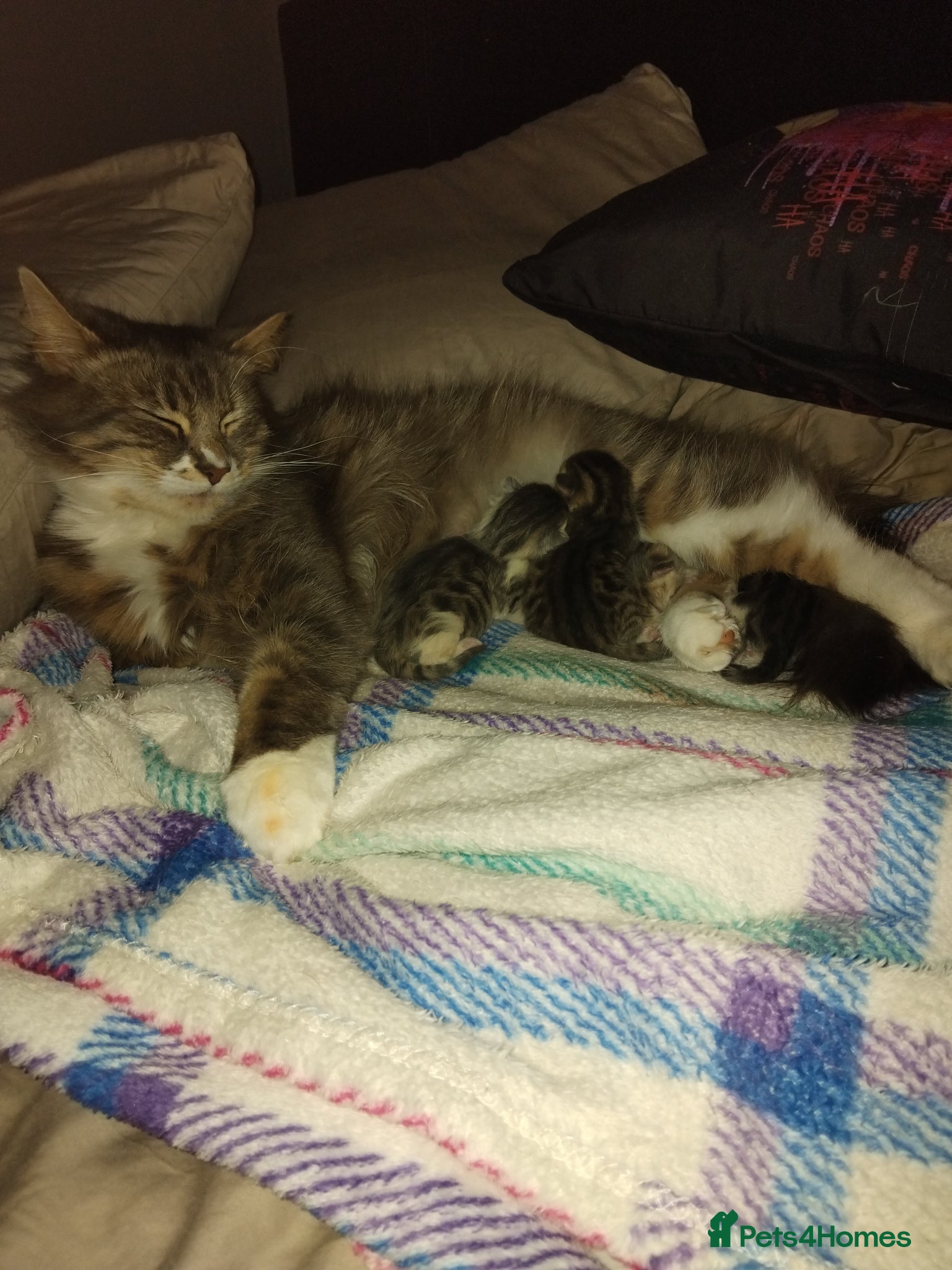 Mixed Breed cats Kittens for sale  - Advert 1
