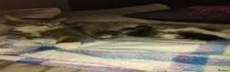 Mixed Breed cats for sale: Kittens for sale  - Advert 1