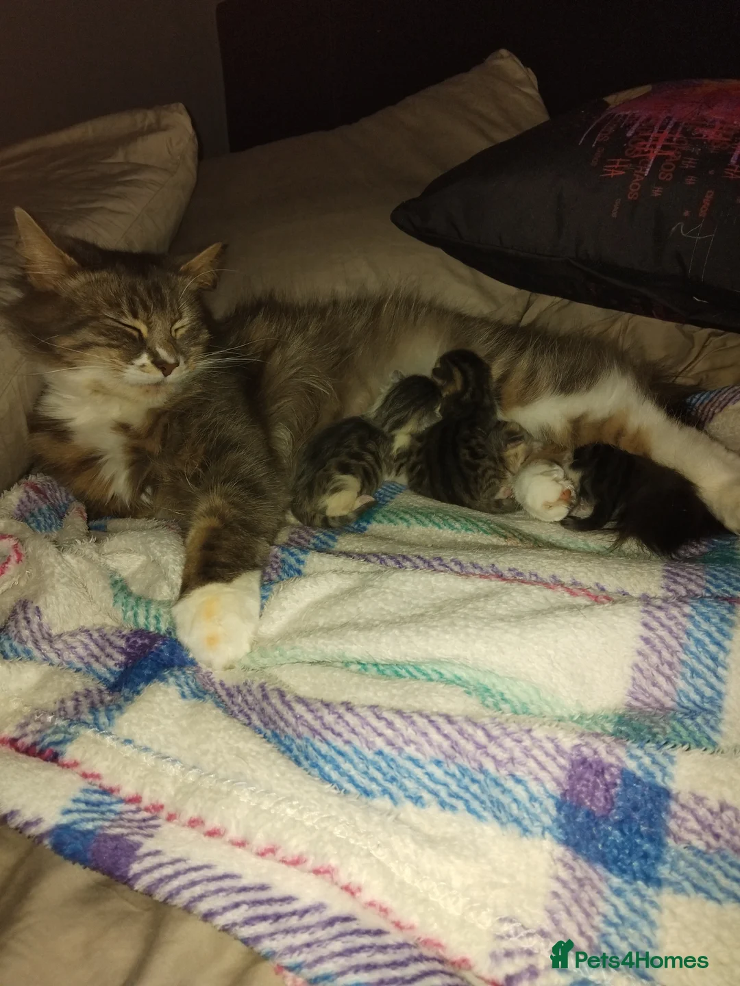 Mixed Breed cats for sale: Kittens for sale  - Advert 1