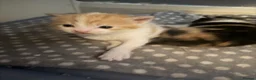 Mixed Breed cats for sale: Fluffy little kittens  - Advert 9
