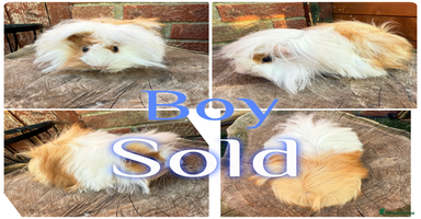 Guinea Pig rodents - Advert 16