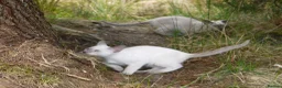 Siamese cats for sale: Adorable Siamese Kittens - Advert 15