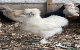 Chickens poultry for sale: Silkie pullets for sale - Image 1