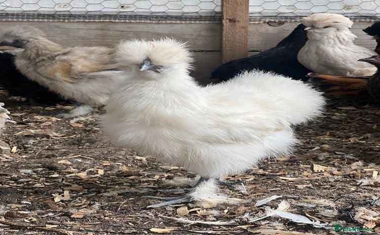 Chickens poultry - Advert 1