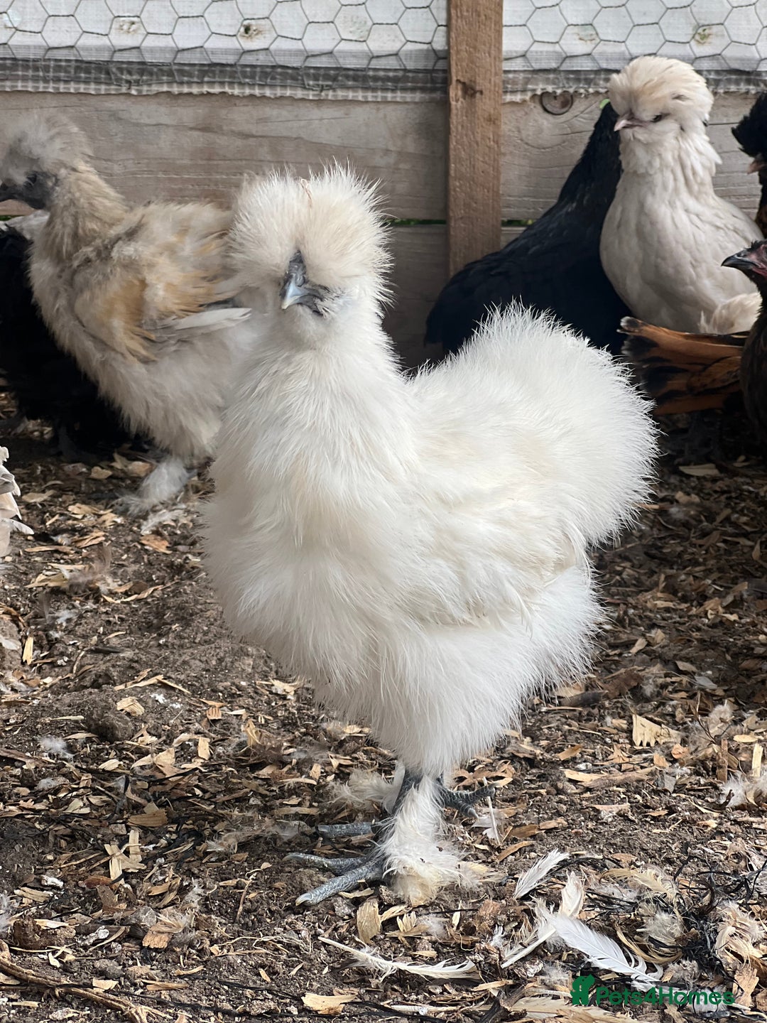 Chickens poultry for sale: Silkie pullets for sale - Image 1
