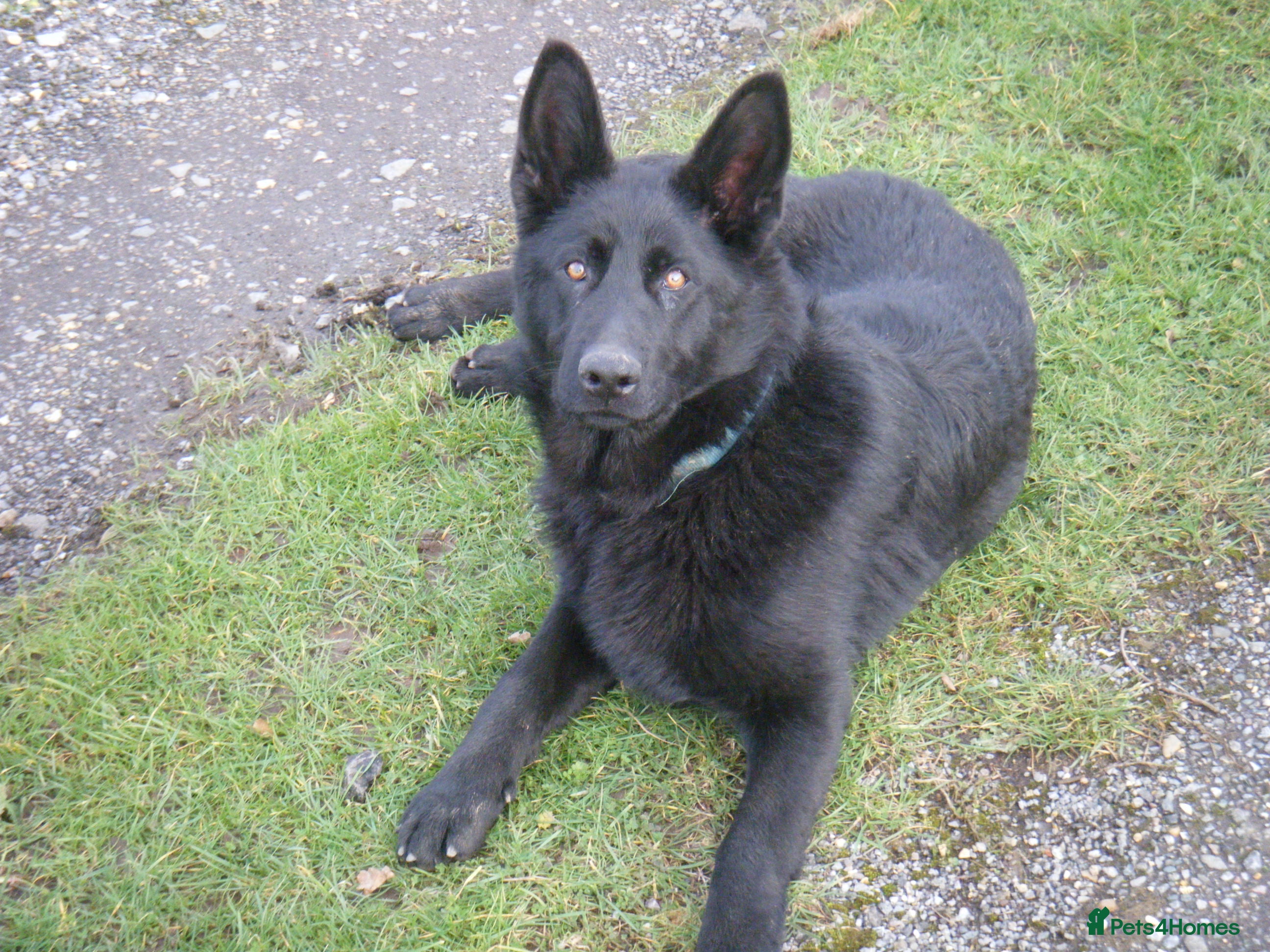 German Shepherd dogs German Shepherd (GSD) pups (born 04/07/2025) in Newbury - Advert 1