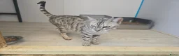 Bengal cats for sale: Retired Queen - Advert 3