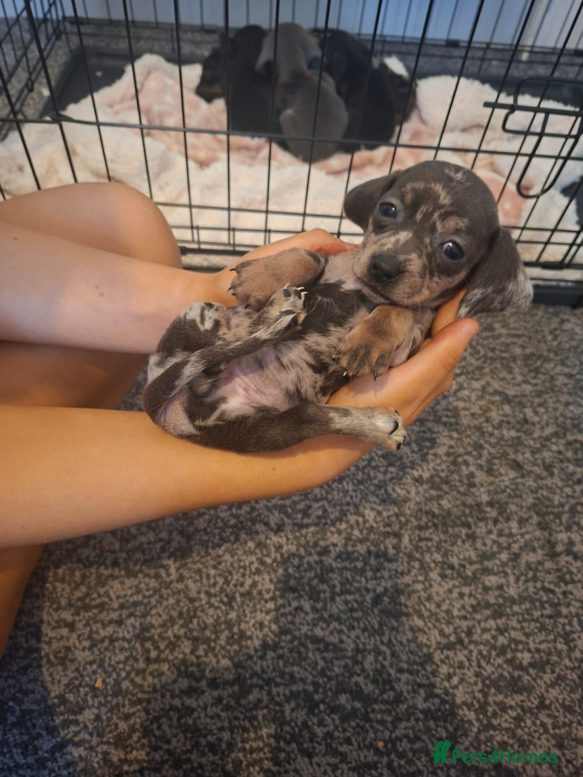 Miniature Dachshund dogs Miniature dachshund 5 left  - Advert 2