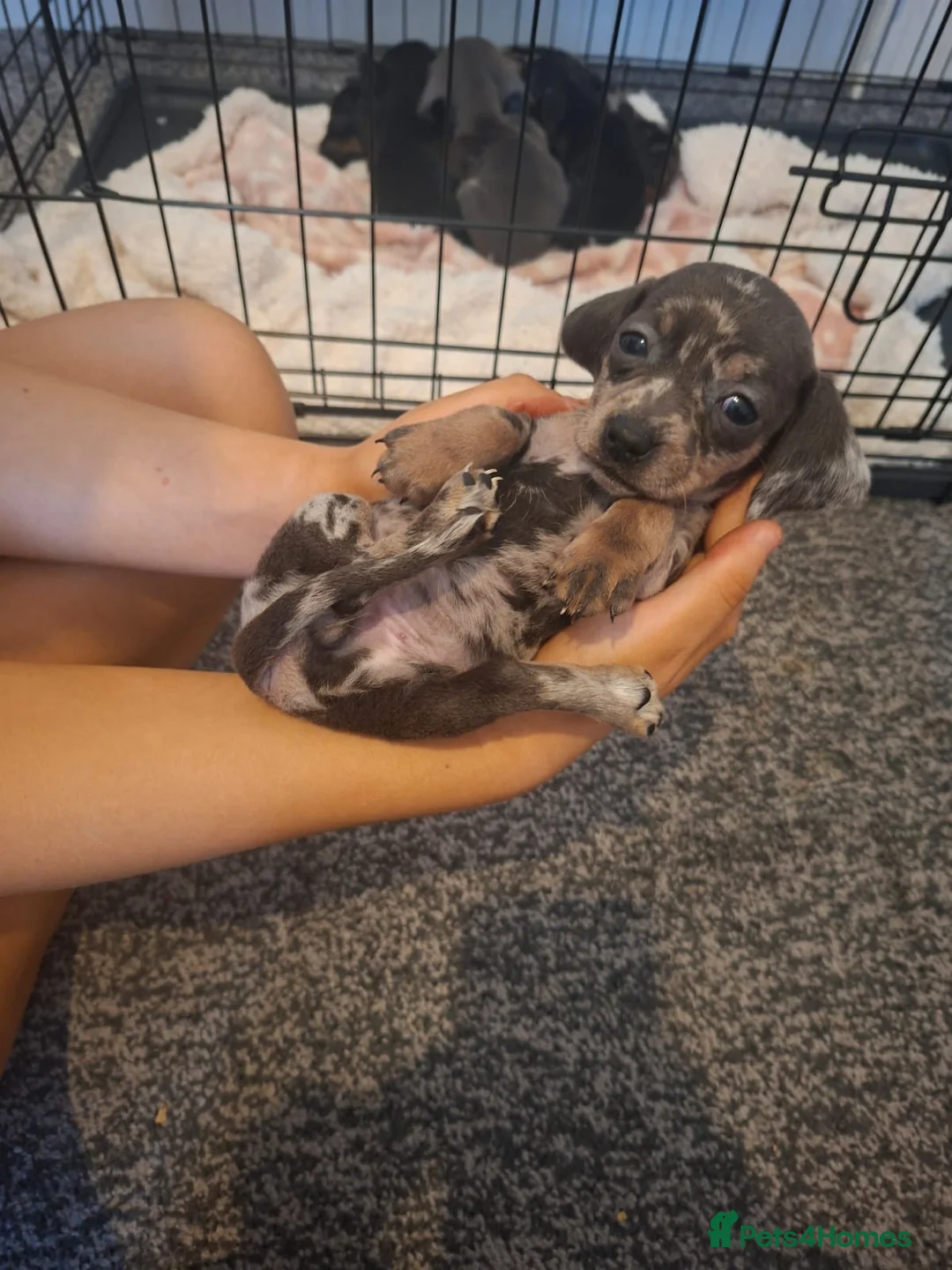 Miniature Dachshund dogs for sale: Miniature dachshund 5 left  - Advert 1