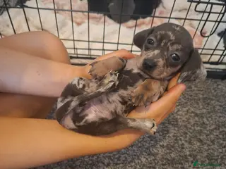 Miniature Dachshund dogs Miniature dachshund 5 left - Advert 4