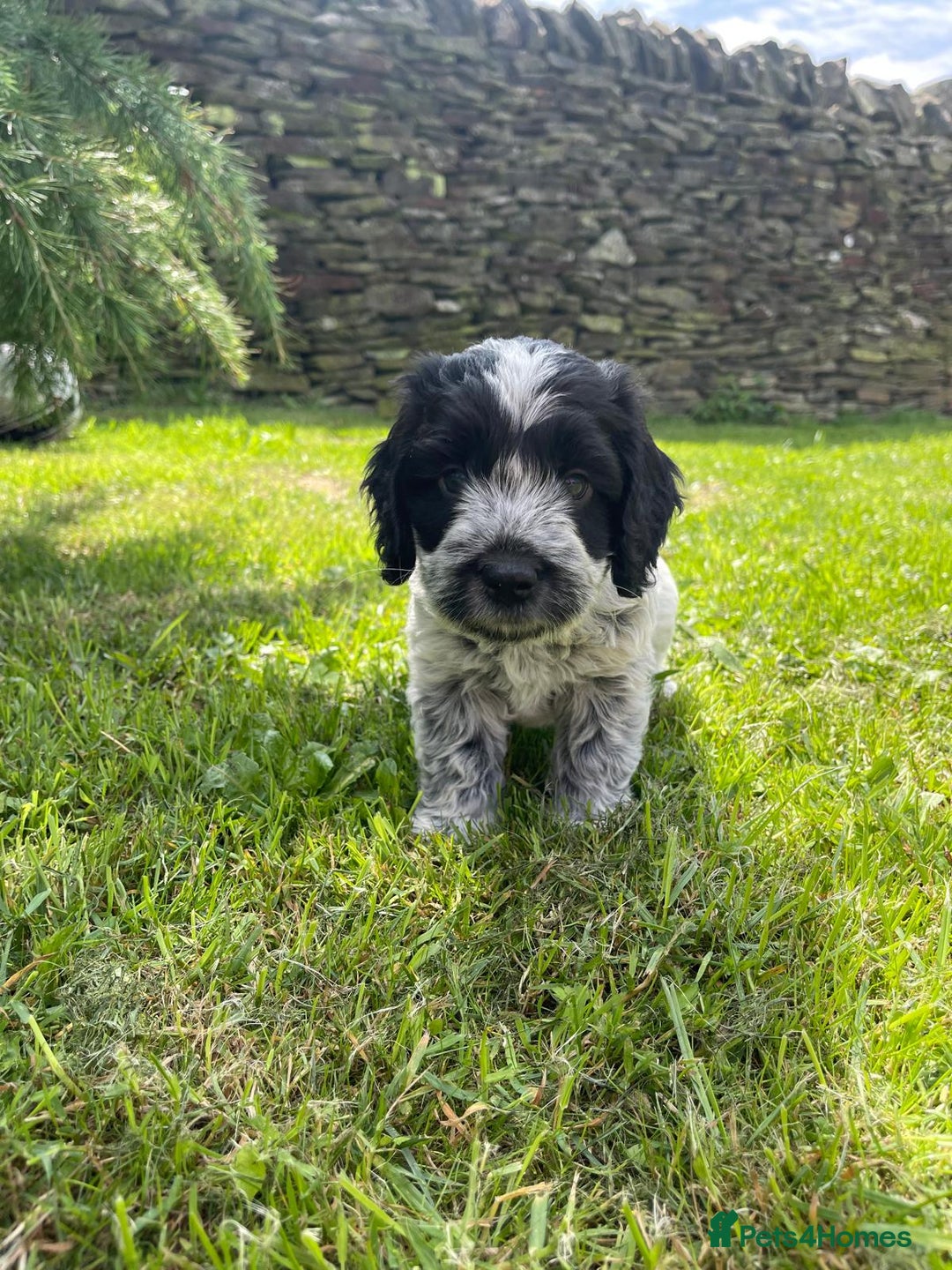 Cockapoo dogs for sale: Cockerpoo puppies  - Image 5