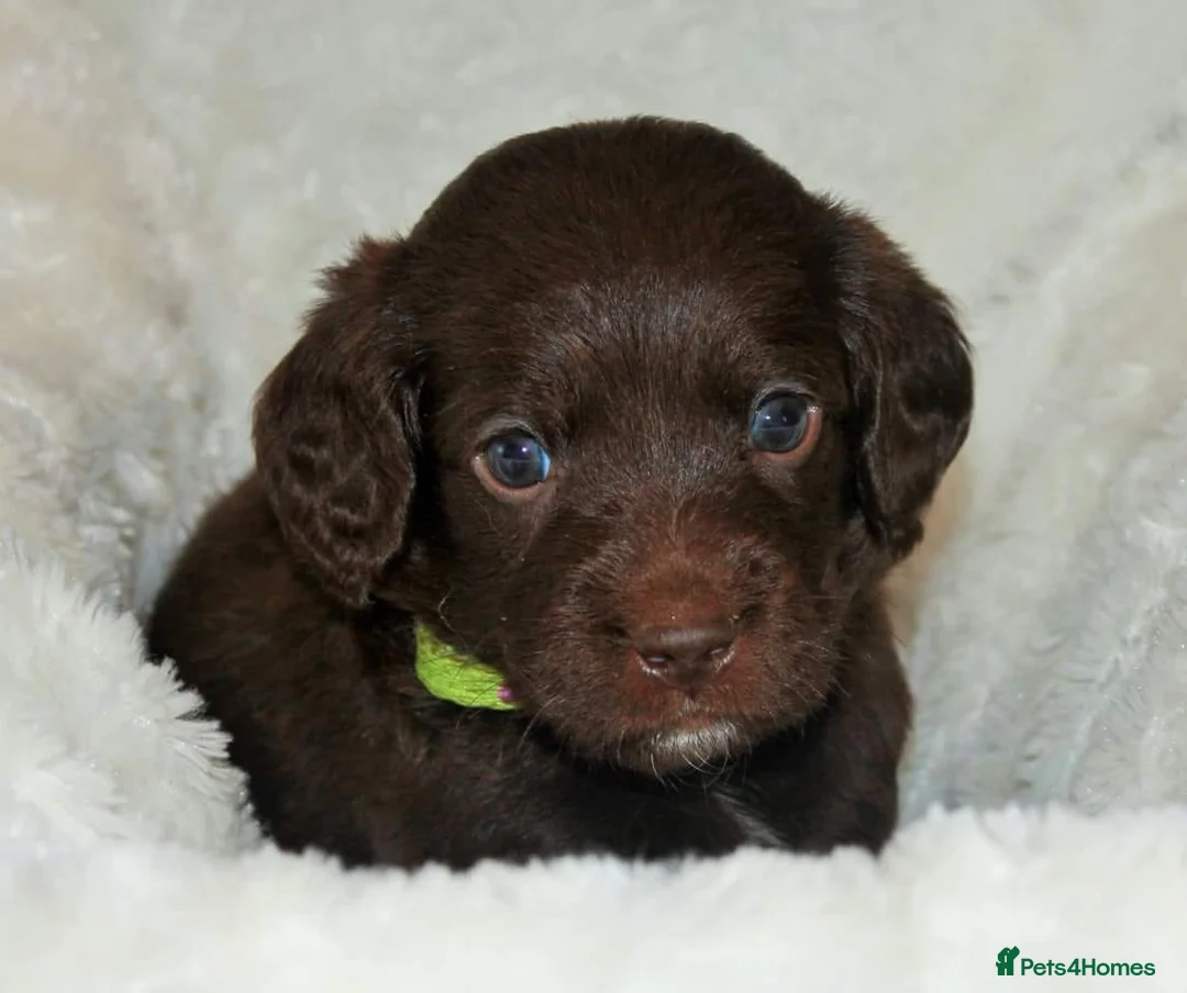 Miniature Poodle dogs for stud: Miniture Poodle for stud - SHORT NOTICE AVAILABLE in Coalville - Advert 23