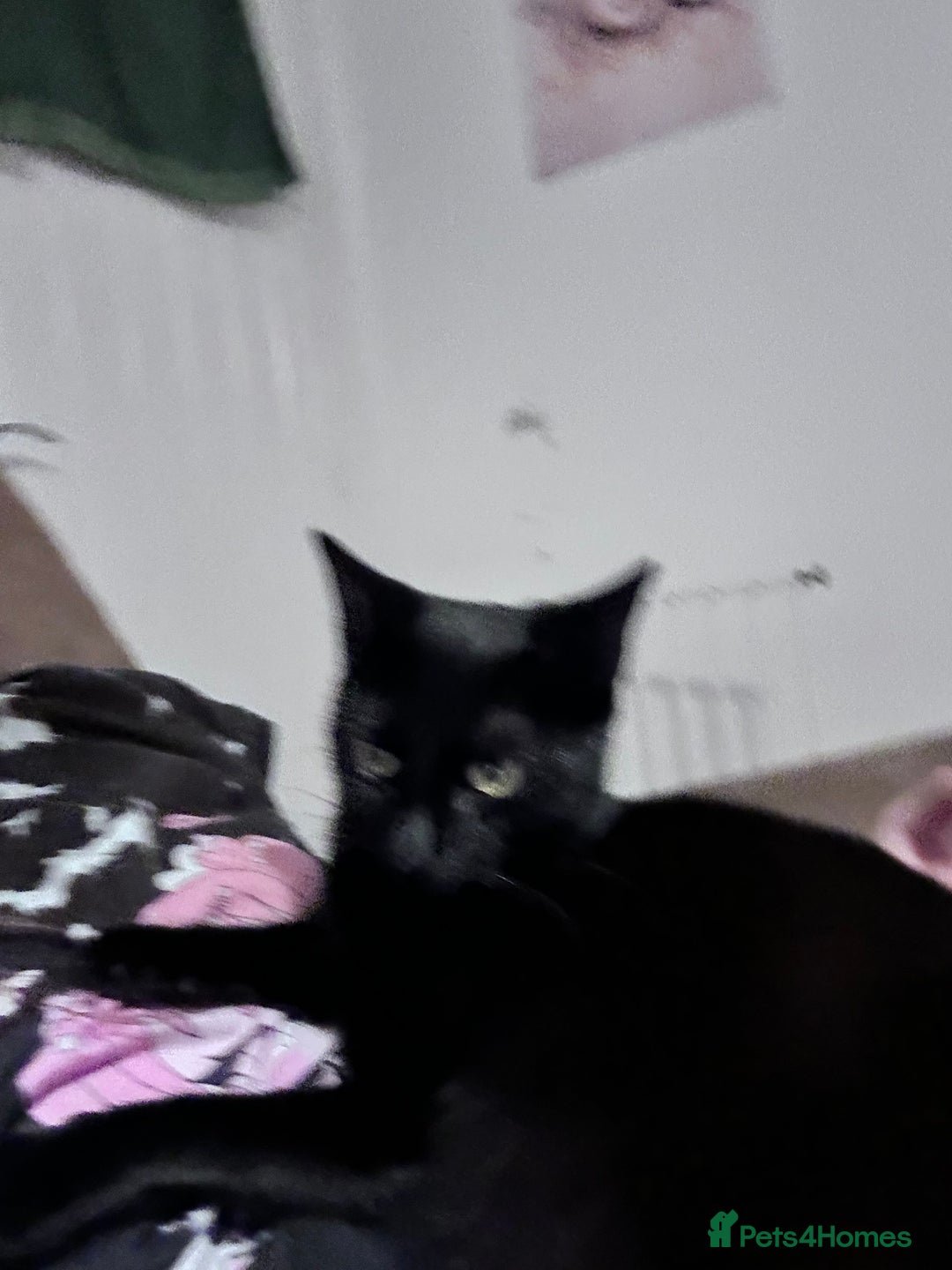 British Shorthair cats for sale: Mother of 2 Kittens Available to buy - Advert 8