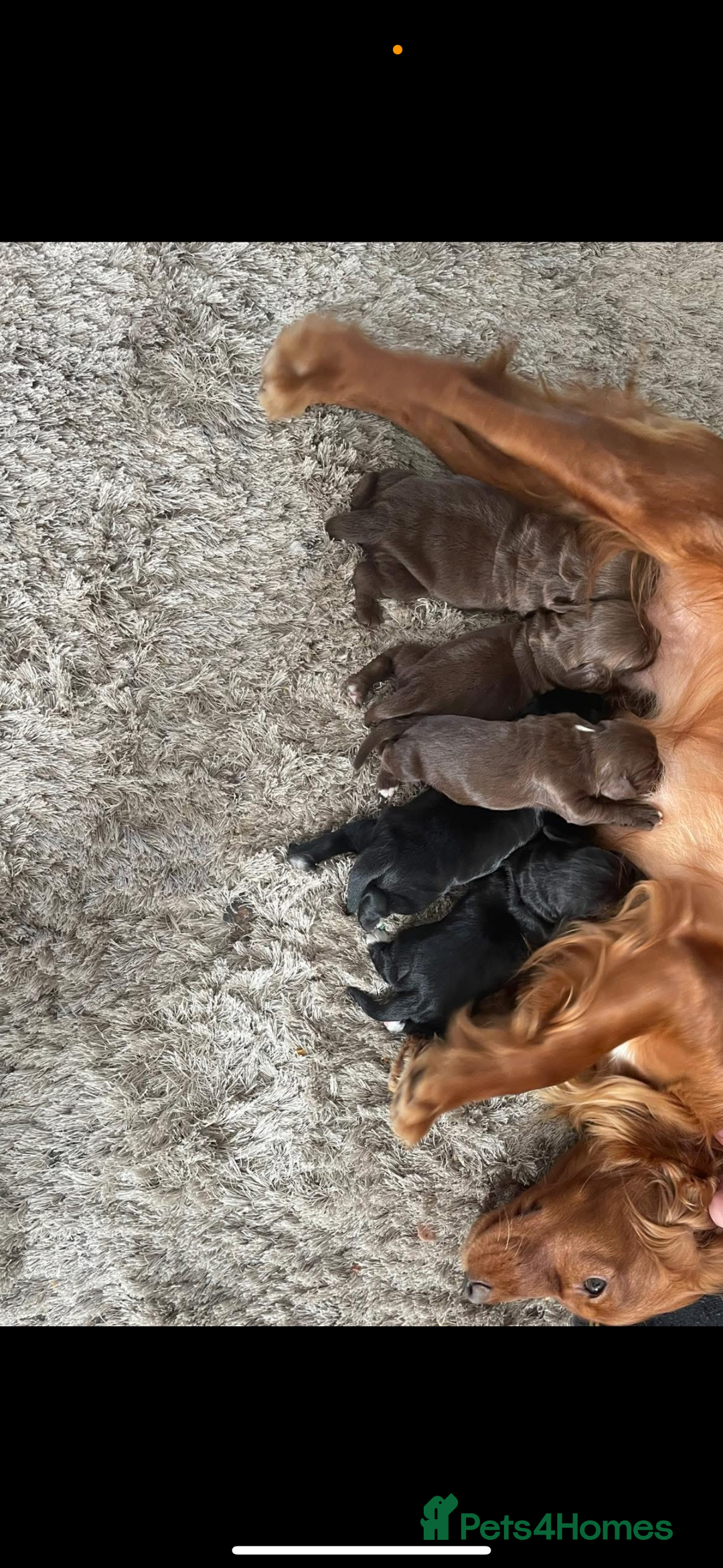 Cocker Spaniel dogs for sale: cocker spaniel  - Image 9