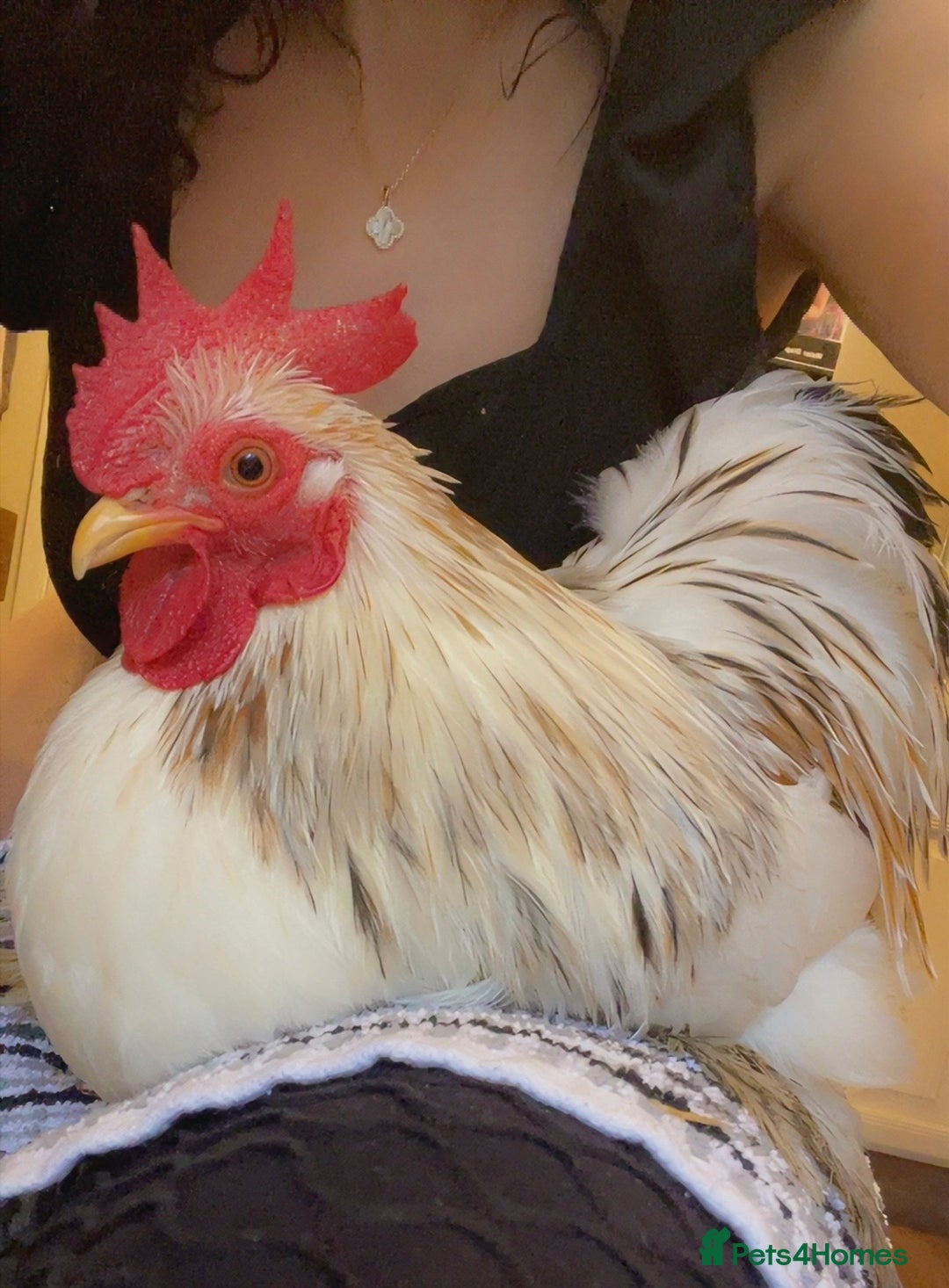 Netherland Dwarf rabbits for sale: Super Tame Bantams Cockerels - Advert 1