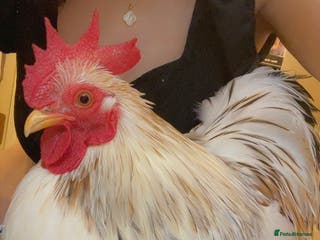 Netherland Dwarf rabbits Super Tame Bantams Cockerels - Advert 21