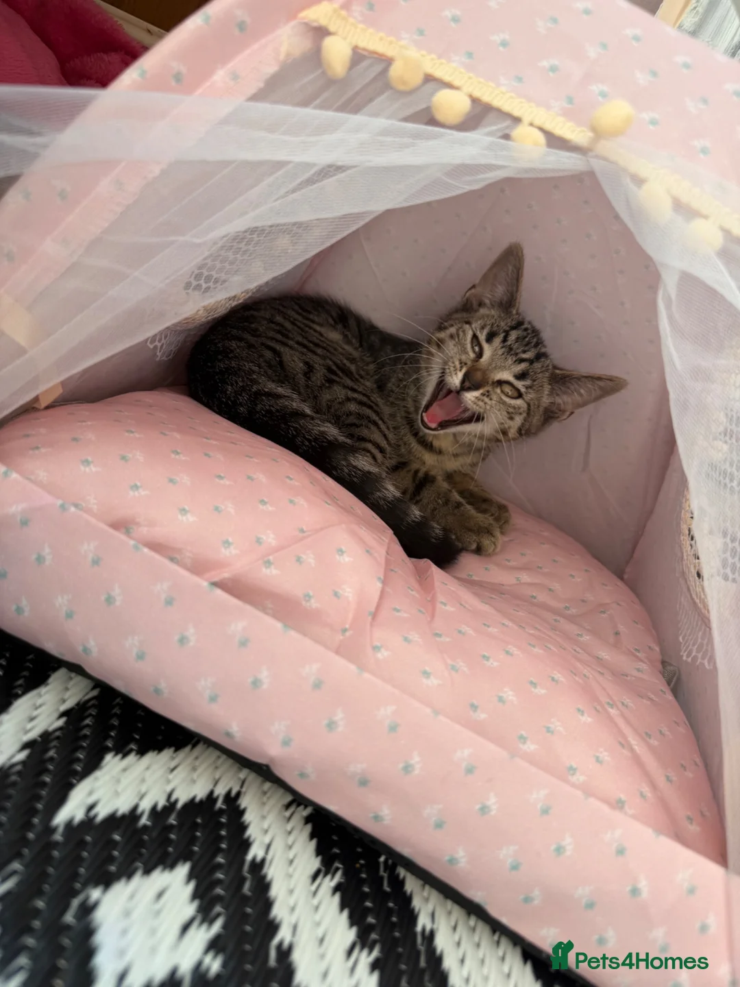 Bengal cats for sale: female kitten in Hastings - Advert 5