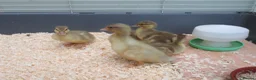 Ducks poultry for sale: Pure Bred Call Ducklings - Advert 2