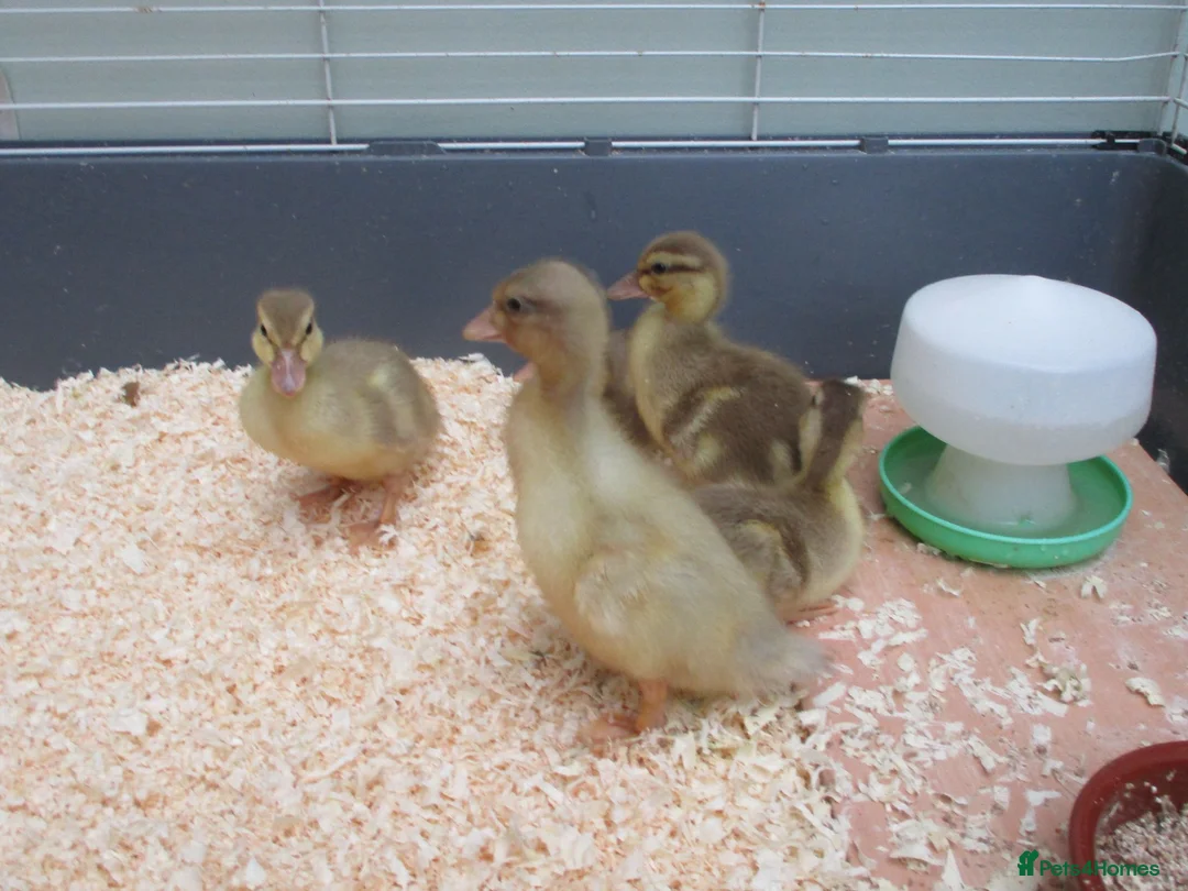 Ducks poultry for sale: Pure Bred Call Ducklings - Advert 2