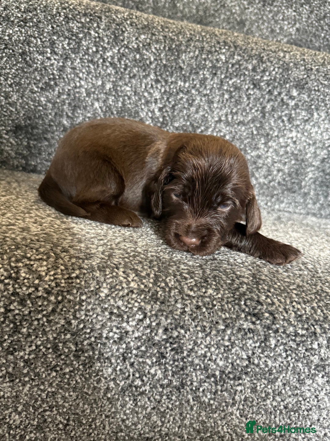 Cockapoo dogs for sale: F1B cockapoo puppies - Image 8